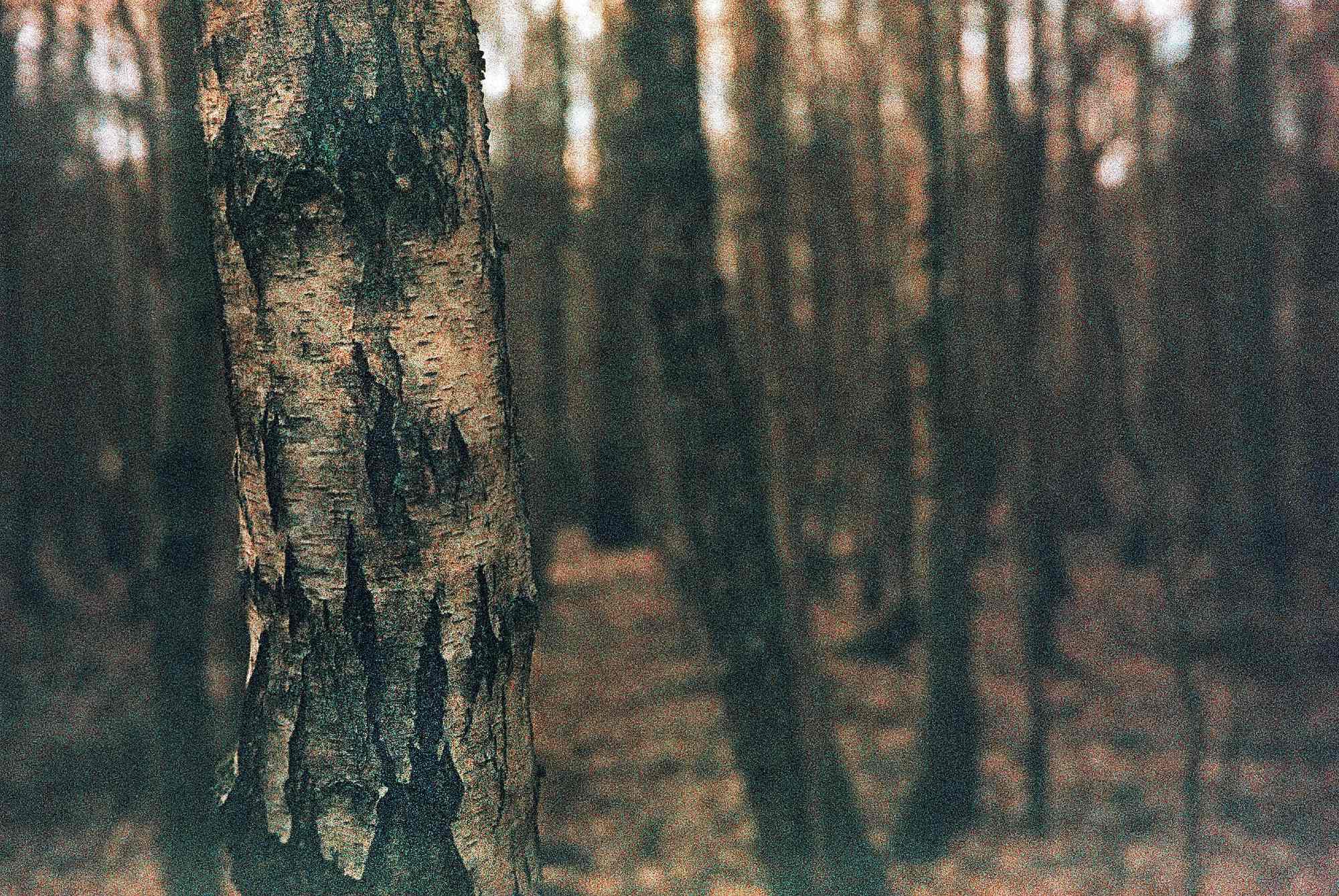 Vkl 2019 02 20 Leica CL 7Artisans Precisa cross (33)